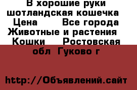 В хорошие руки шотландская кошечка › Цена ­ 7 - Все города Животные и растения » Кошки   . Ростовская обл.,Гуково г.
